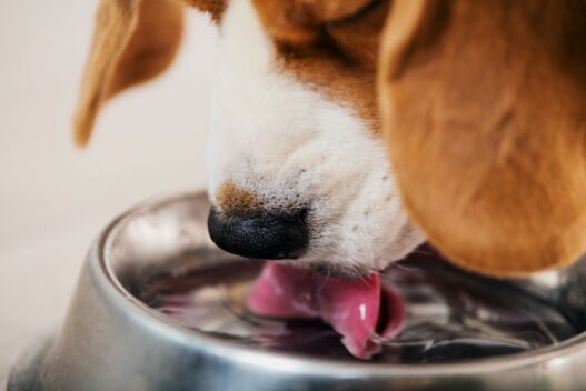 Hund der drikker af sin vandskål